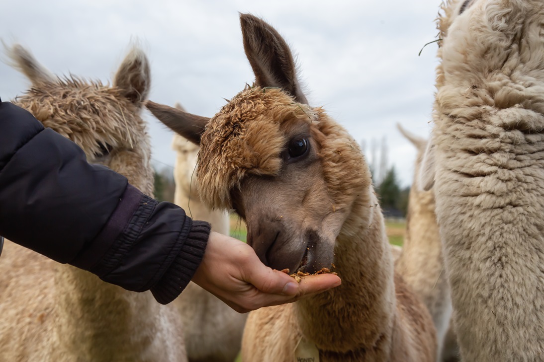 Come see our 30 acre family fiber farm. Learn about the alpaca, donkeys, goats and sheep. Make a craft project using the alpaca fiber.